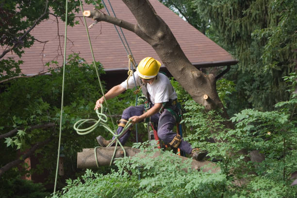 How Our Tree Care Process Works  in  Encantada Ranchito El Calaboz, TX